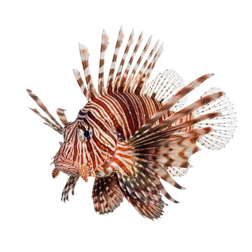 Red Lionfish Isolated on Pure White Background