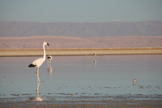 Salar de Atacama