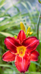 Fototapeta premium Close-up of bright red daylily with yellow center and green buds, summer garden detail, floral elegance, vivid color contrast. Copy space, place for text.