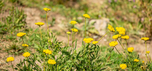 Yarrow medicinal plant. Yellow yarrow in bloom. Yarrow flowers, bush close-up. © Vera