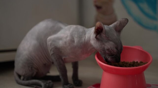 Skinny gray canadian sphynx cat eating dry kibble from a red plastic bowl while sitting on the floor indoors, with another small kitten watching attentively in the blurred background