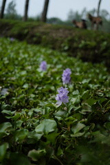 Fototapeta premium Vertical environmental shot of Eichhornia crassipes aquatic flower growing wild in nature