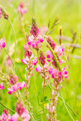 Fototapeta premium Pink Sainfoin Flower Branch