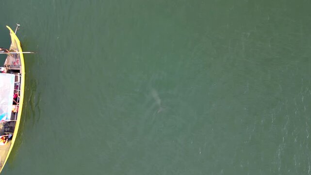Irrawaddy Dolphins Mekong