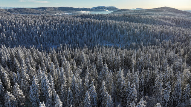 Aerial view of a vast snow-covered coniferous forest stretching across the rolling hills of the Jura mountains under a clear winter sky Les Rousses, Bourgogne-Franche-Comte, France.