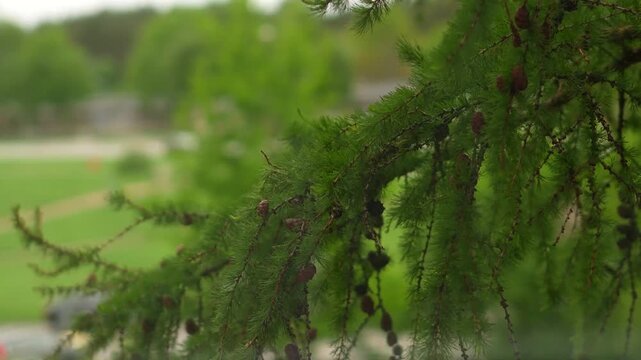 Spring larch tree branch with cones swaying in the gentle wind