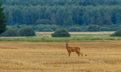 Naklejka premium Roe deer buck standing in harvested field with forest background