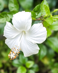 Close up of a white hibiscus flower blooming naturally in a tropical garden with green leaves background and soft daylight atmosphere. © Redy