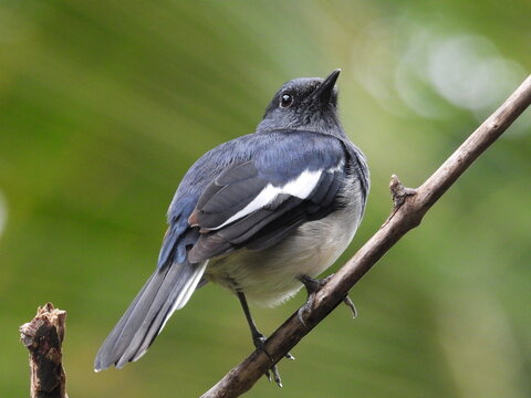 Oriental magpie-robin