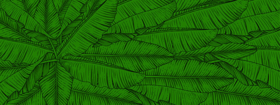 Green openwork leaves of a banana palm tree on a green background.Close-up, long2.eps
