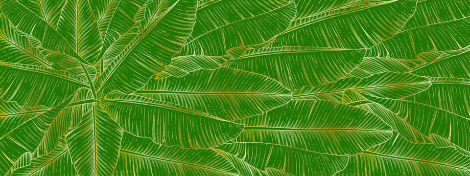 Green openwork leaves of a palm tree on a green background.Close-up, long shot.The design element