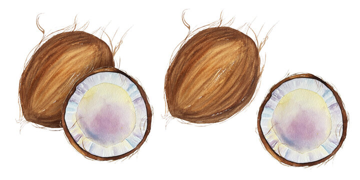 Watercolor illustration set of whole and cut coconut with flesh and brown shell in natural style. Illustration for packaging, food, cosmetics and tropical branding.