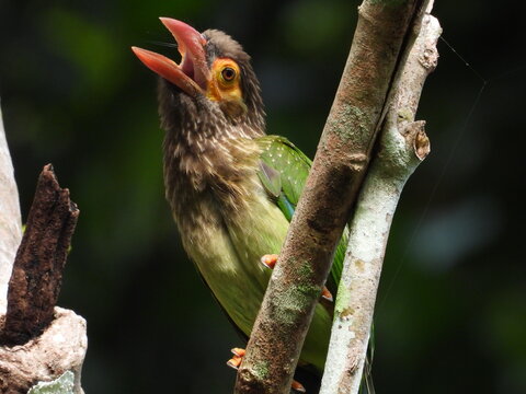 Brown-headed Barbet