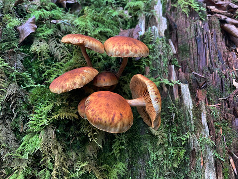 Pilze und Moos an einem Baumstumpf