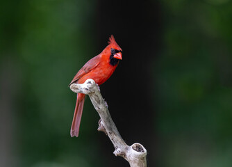 Fototapeta premium bright red cardinal against dark background