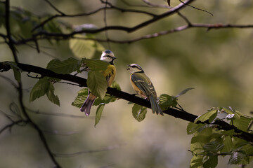 Two Eurasian blue tits perched on a branch in spring forest © Zentofoto