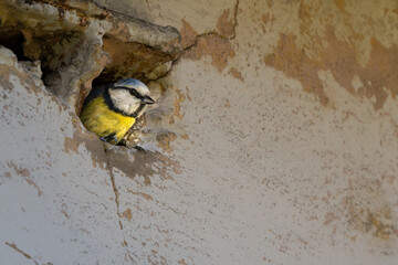 Eurasian blue tit looking out from a hole in an old wall © Zentofoto