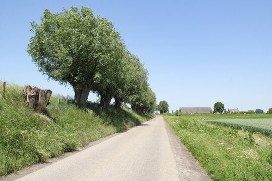 a beautiful rural landscape in the dutch countryside in zeeland with a row pollard willows with green leaves at a small green dike next to a country road