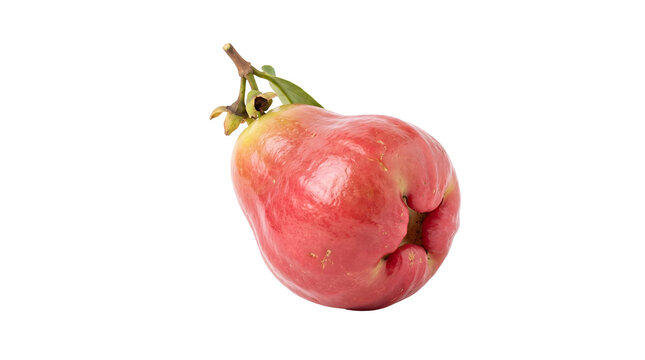A ripe rose apple with a smooth, waxy skin, tinged with pink and yellow hues, sits on a delicate branch with a green leaf. The unique bell shape and fleshy texture of the fruit are captivating.
