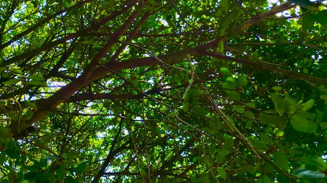 Dense green tree branches and leaves creating a natural textured canopy shot in a rural village forest