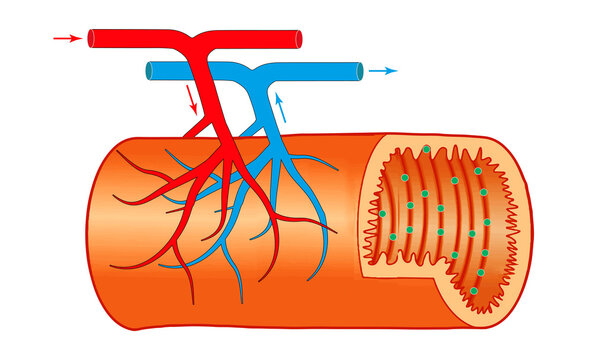 Diagram of Nutrient Absorption in the Small Intestine