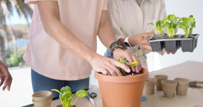 African American friends moving seedlings on patio, trowel digging hole, placing into clay planter