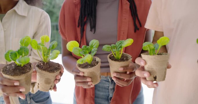 African American friends spotting seedlings, holding peat pots on sunny patio and offering plants