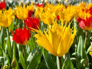 Obraz premium Fringed petals of bright colorful tulips in spring bloom