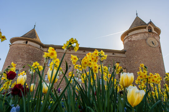 Spring Daffodils and Tulips in Front of Historic Morges Castle During Tulip Festival in SWITZERLAND.