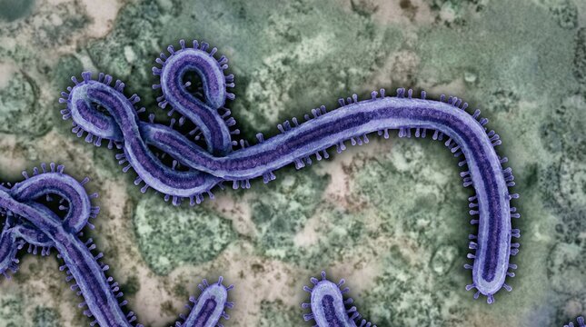 Ebola virus particles under an electron microscope