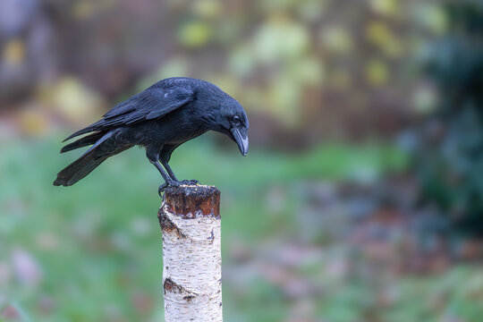 Carrion crow (Corvus corone) perched on birch post, Greenwich Park, London, England, UK
