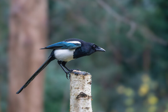 Eurasian magpie (Pica pica) perched on birch post, showing iridescent plumage, Greenwich Park, London, UK