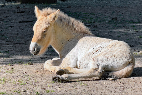 Junges Przewalski-Pferd