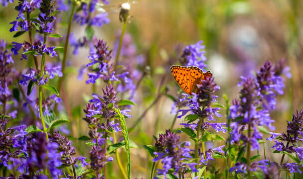 Butterfly on a flower. A flock of butterflies by the water. Colorful spring background with copy space. Spring and ecology concept.