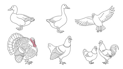 Obraz premium Set of black and white line drawings illustrating common farm birds including ducks, a turkey, a rooster, and chickens.