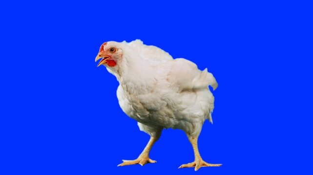 chicken with its beak open standing against a vibrant blue chroma key screen with a digital overlay at the bottom., 

