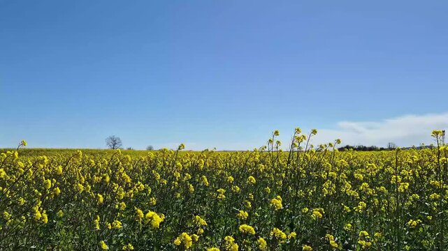 Cinematic shot of a vast bright yellow rapeseed field swaying in the wind under a clear blue sky, vibrant canola crop landscape, agriculture and nature concept, 4K  fps