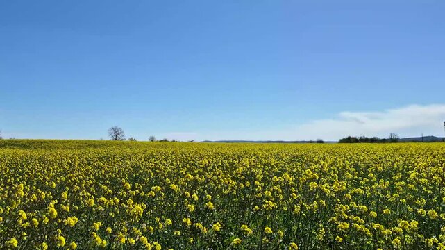 Cinematic shot of a vast bright yellow rapeseed field swaying in the wind under a clear blue sky, vibrant canola crop landscape, agriculture and nature concept, 4K  fps