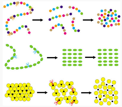 Molecular simplification of simple nutrients: proteins, starch, and lipids.
