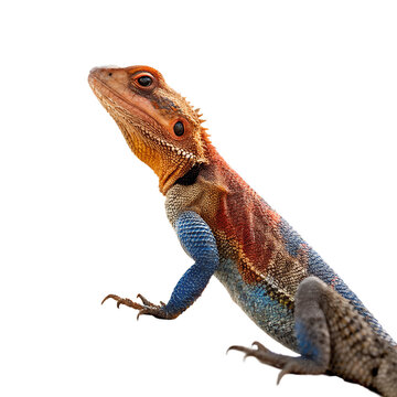 Vibrant Red-headed Rock Agama lizard isolated on white background