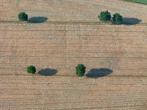 Aerial view of isolated green trees casting long shadows across a dry agricultural field during the golden hour in Fontanellato, Emilia-Romagna, Italy.