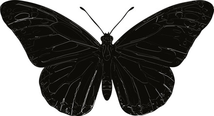 butterfly on white background © Muhammad