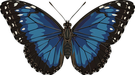 butterfly on white background © Muhammad