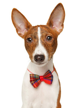 Basenji dog wearing a red tartan bow tie