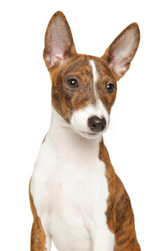Brindle basenji puppy posing against white background