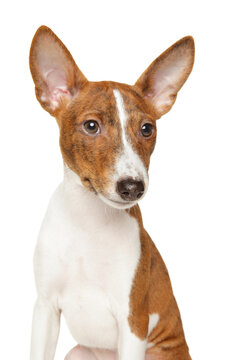 Basenji puppy sitting in front of a white background