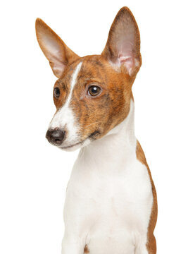 Basenji dog looking aside on a clean white background