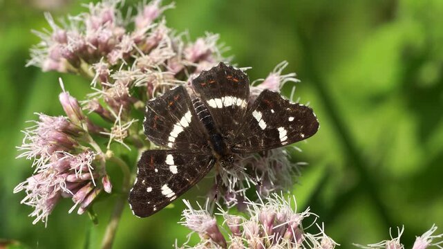 A European Map (Araschnia levana) foraging on a flower