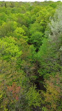 Vue a&eacute;rienne d'une for&ecirc;t en &eacute;t&eacute;, Qu&eacute;bec, Canada