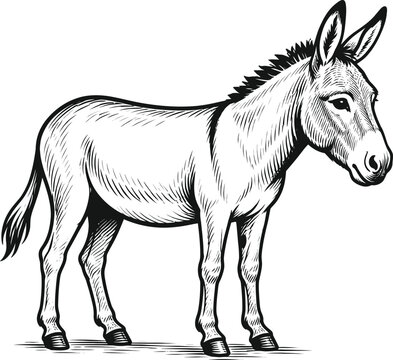 Vintage Hand-Drawn Donkey Engraving Vector Illustration